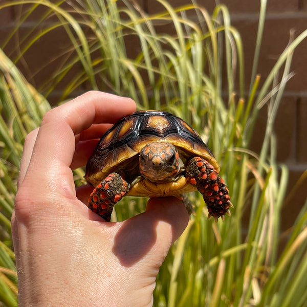 1 Yr Old Redfoot Tortoise Split Scutes #Z3