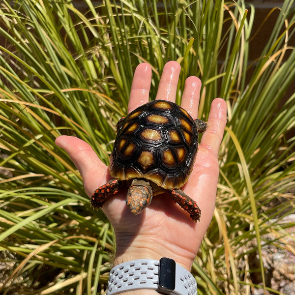 1 Yr Old Redfoot Tortoise Split Scutes #Z3