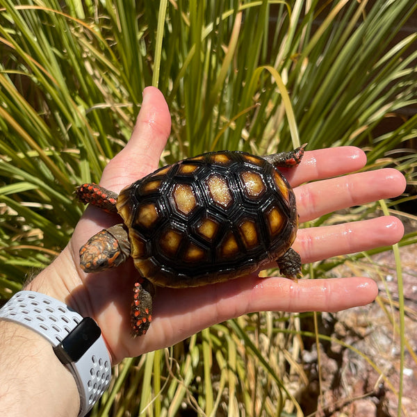 1 Yr Old Redfoot Tortoise Split Scutes #Z3