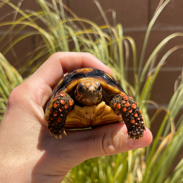 1 Yr Old Split Scute Redfoot Tortoise #Z2