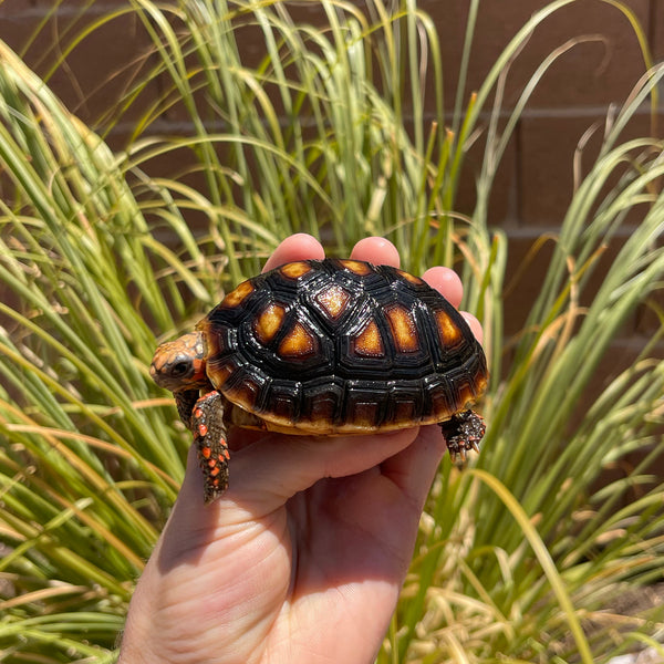 1 Yr Old Split Scute Redfoot Tortoise #Z2