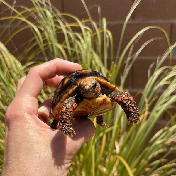 1 Yr Old Split Scute Redfoot Tortoise #Z2