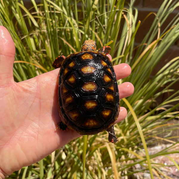 1 Yr Old Split Scute Redfoot Tortoise #Z2