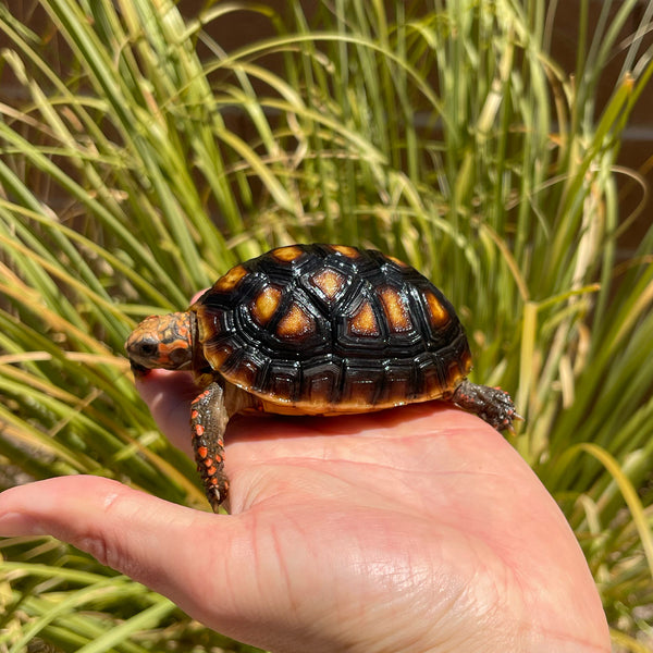 1 Yr Old Split Scute Redfoot Tortoise #Z2