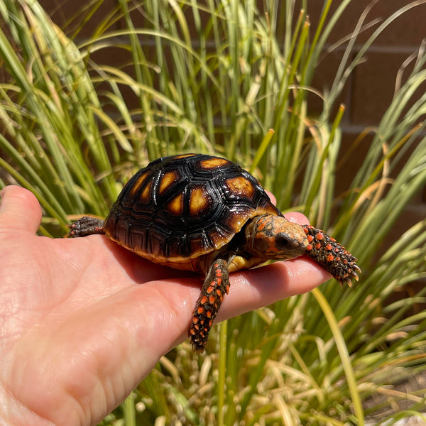 1 Yr Old Split Scute Redfoot Tortoise #Z2