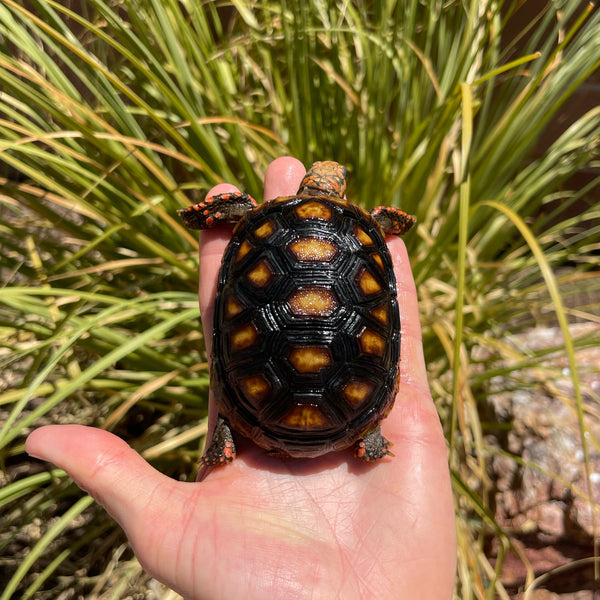 1 Yr Old Split Scute Redfoot Tortoise #Z2