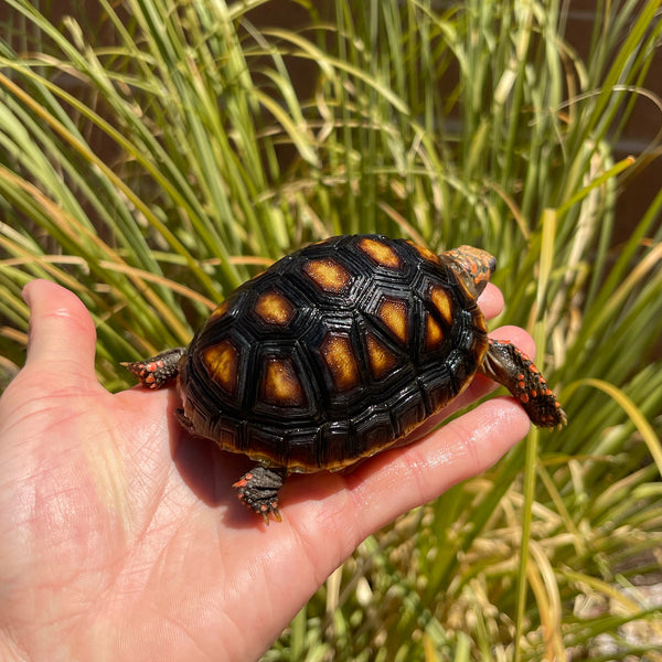 1 Yr Old Split Scute Redfoot Tortoise #Z2