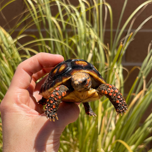 1 Yr Old Split Scute Redfoot Tortoise #Z2