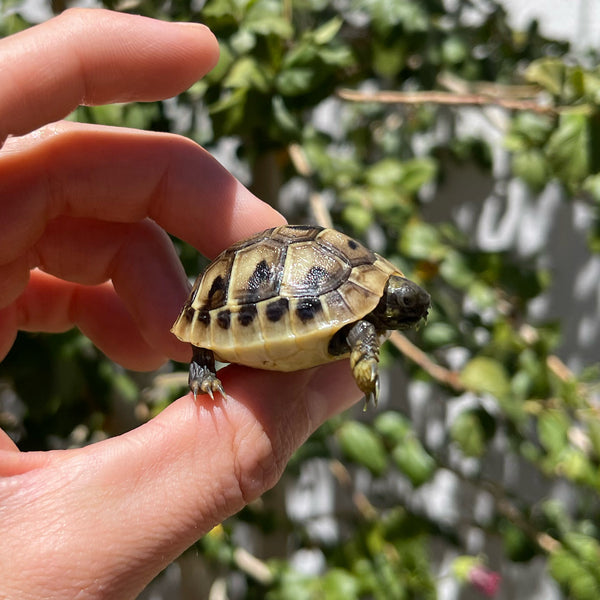 Eastern Hermann’s Tortoise Hatchling #H2