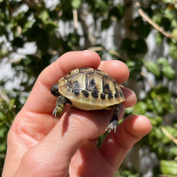 Eastern Hermann’s Tortoise Hatchling #H2