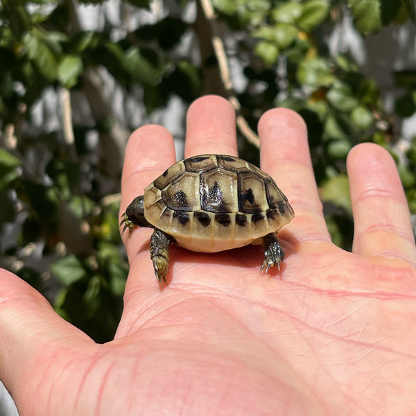 Eastern Hermann’s Tortoise Hatchling #H2