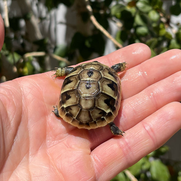 Eastern Hermann’s Tortoise Hatchling #H2