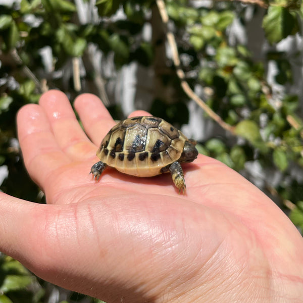 Eastern Hermann’s Tortoise Hatchling #H2