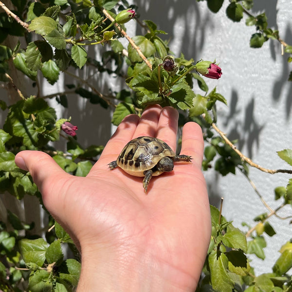 Eastern Hermann’s Tortoise Hatchling #H2