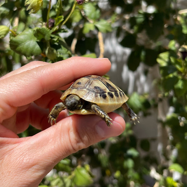 Eastern Hermann’s Tortoise Hatchling #H2