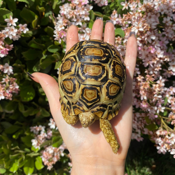 Leopard Tortoise (Pardalis Babcocki) #L6