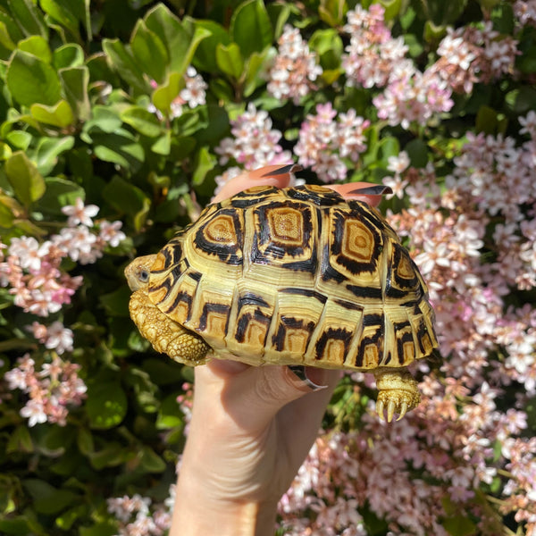 Leopard Tortoise (Pardalis Babcocki) #L6