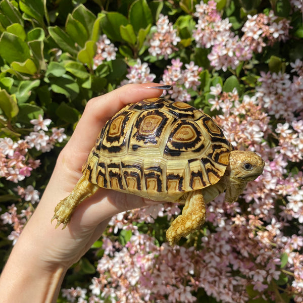Leopard Tortoise (Pardalis Babcocki) #L6