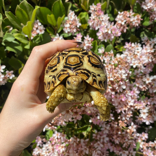 Leopard Tortoise (Pardalis Babcocki) #L6