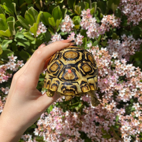 Leopard Tortoise (Pardalis Babcocki) #L6
