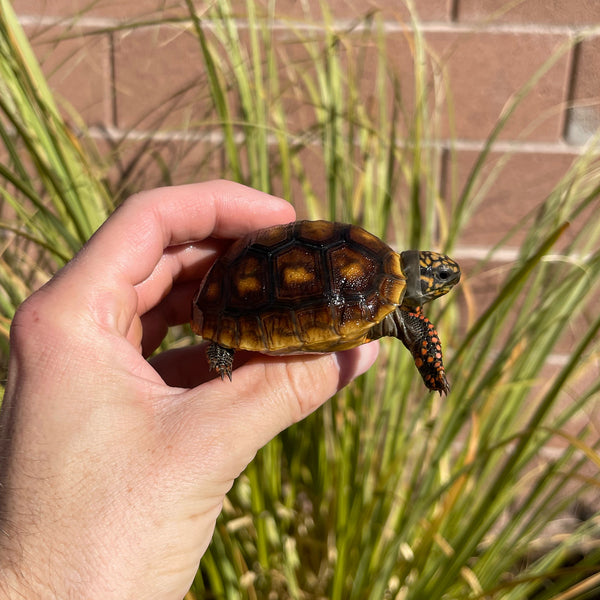 High Color Redfoot Tortoise #F1