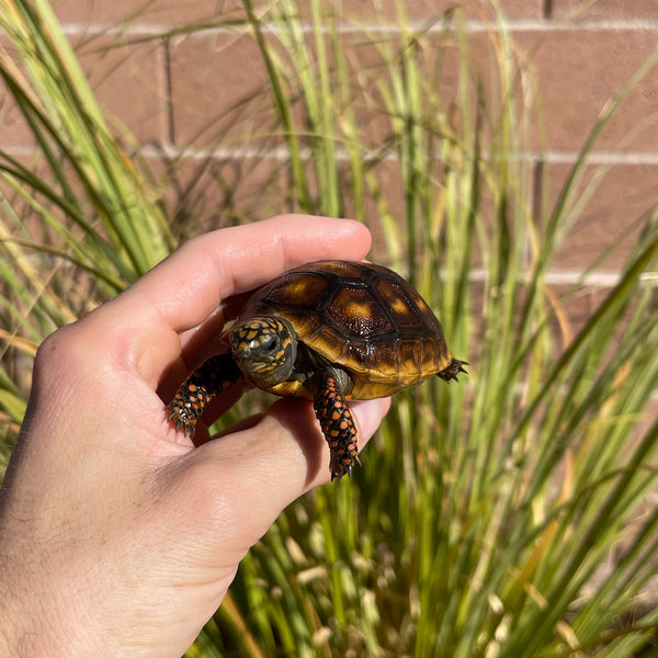 High Color Redfoot Tortoise #F1