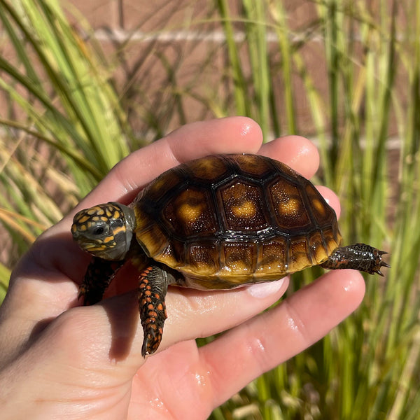 High Color Redfoot Tortoise #F1