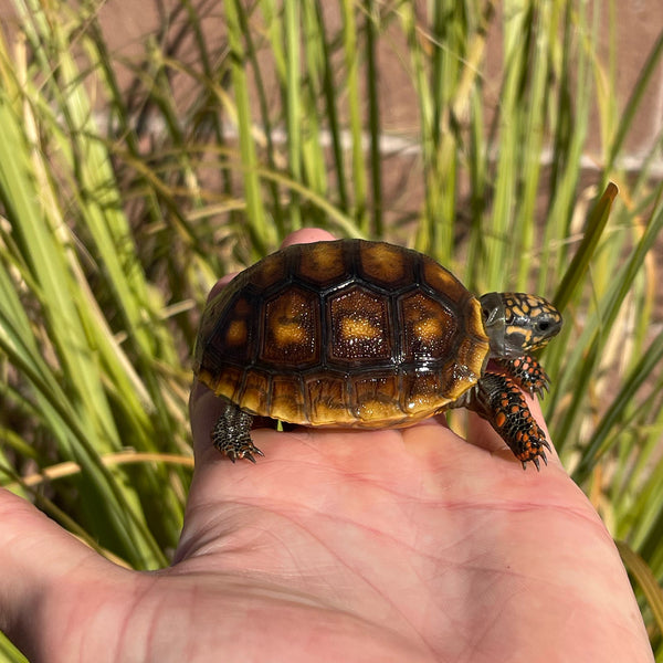 High Color Redfoot Tortoise #F1