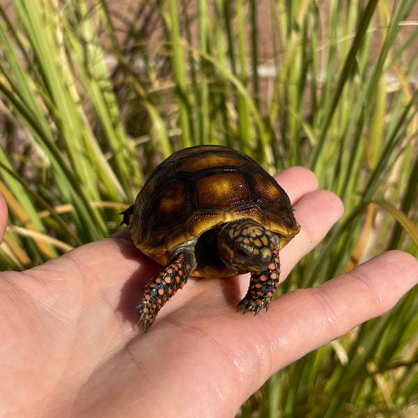 High Color Redfoot Tortoise #F1