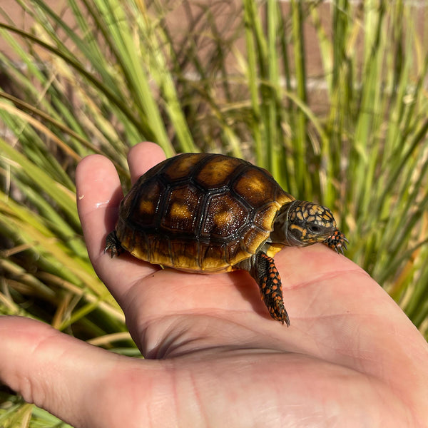 High Color Redfoot Tortoise #F1