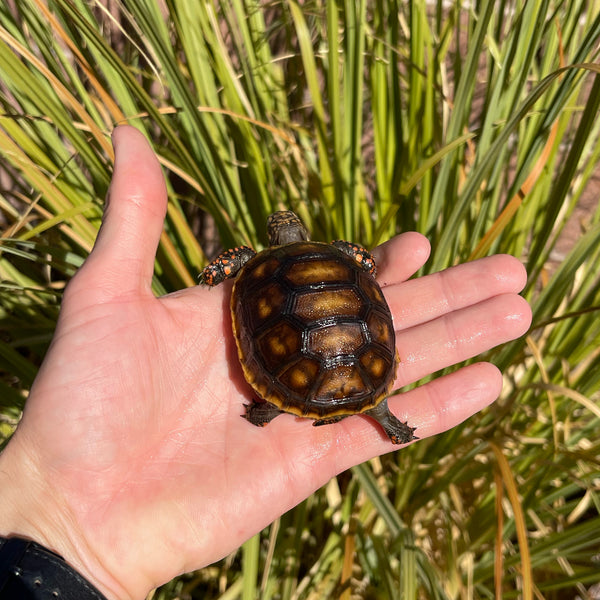 High Color Redfoot Tortoise #F1