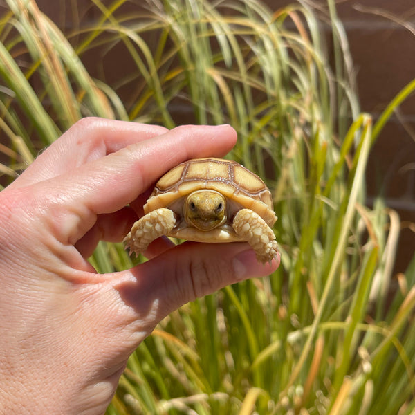 Split Scute Sulcata Tortoise #S1