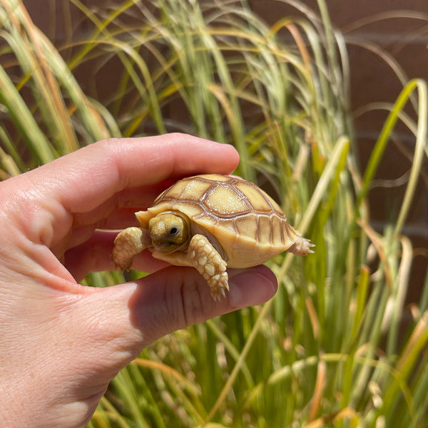 Split Scute Sulcata Tortoise #S1