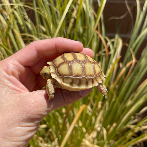 Split Scute Sulcata Tortoise #S1