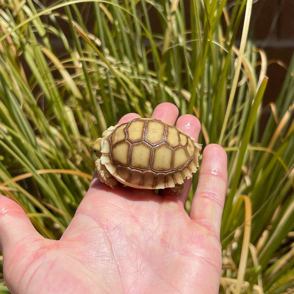 Split Scute Sulcata Tortoise #S1