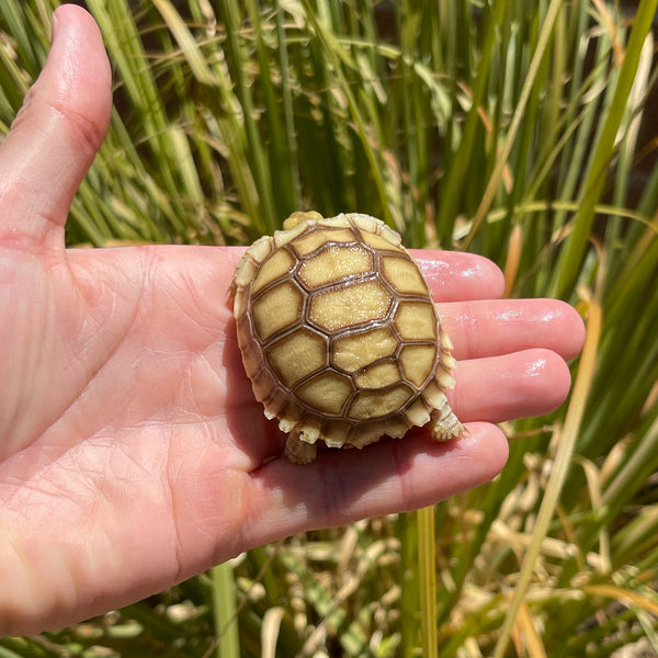 Split Scute Sulcata Tortoise #S1