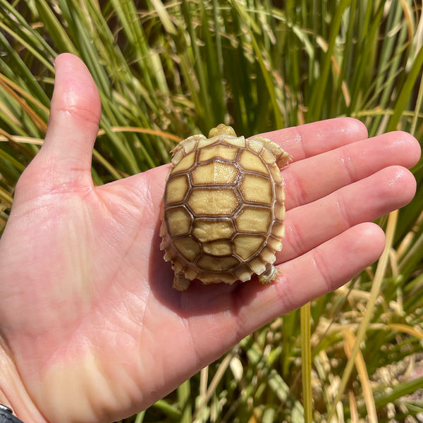 Split Scute Sulcata Tortoise #S1