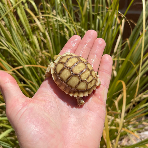 Split Scute Sulcata Tortoise #S1