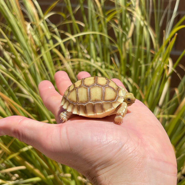 Split Scute Sulcata Tortoise #S1