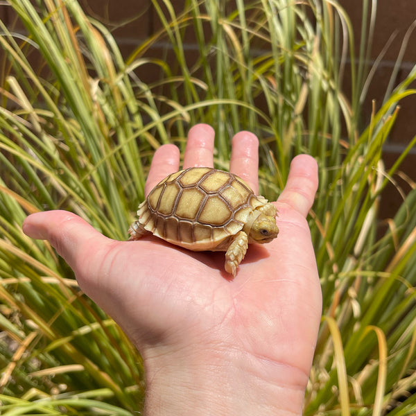 Split Scute Sulcata Tortoise #S1