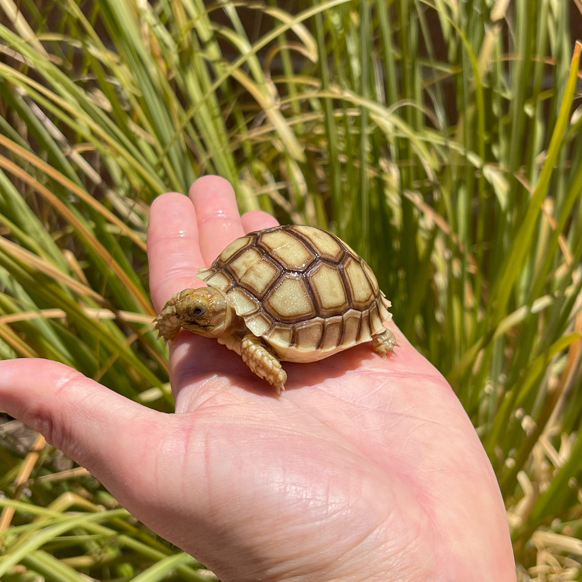 Split Scute Sulcata Tortoise #S2 – David's Jungle