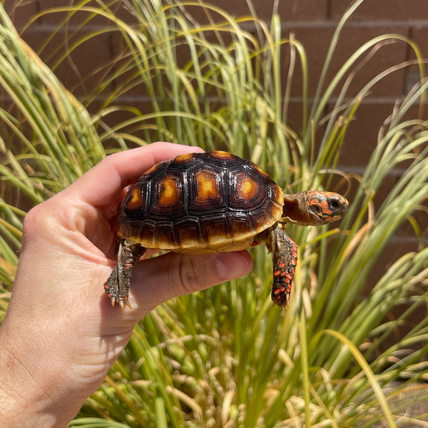 1 Yr Old Redfoot Tortoise #R1