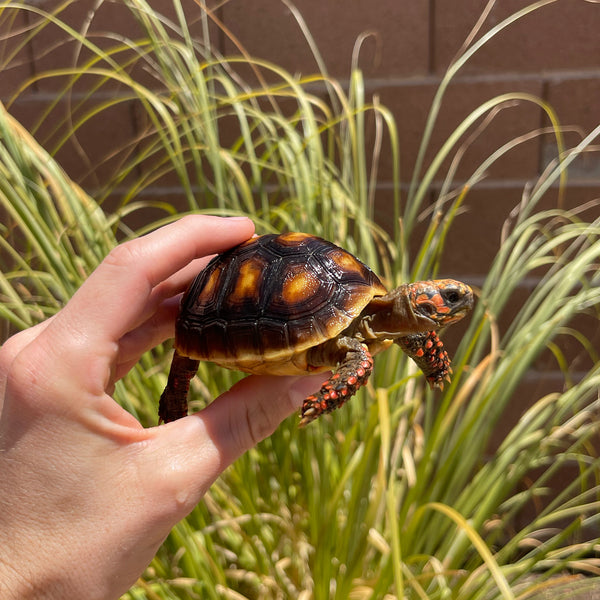 1 Yr Old Redfoot Tortoise #R1