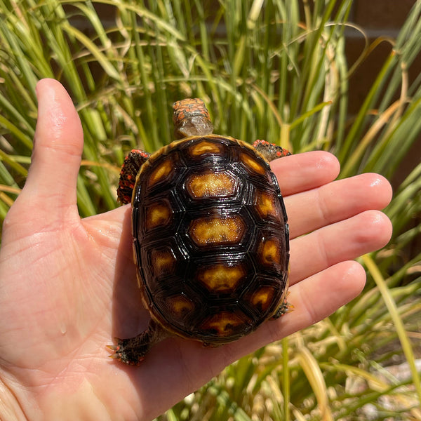 1 Yr Old Redfoot Tortoise #R1