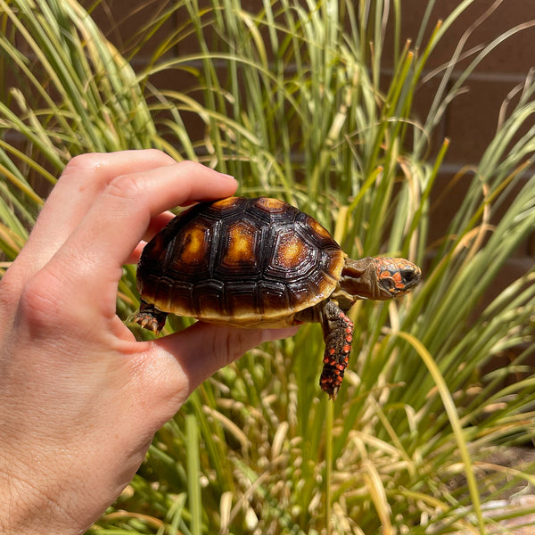 1 Yr Old Redfoot Tortoise #R1