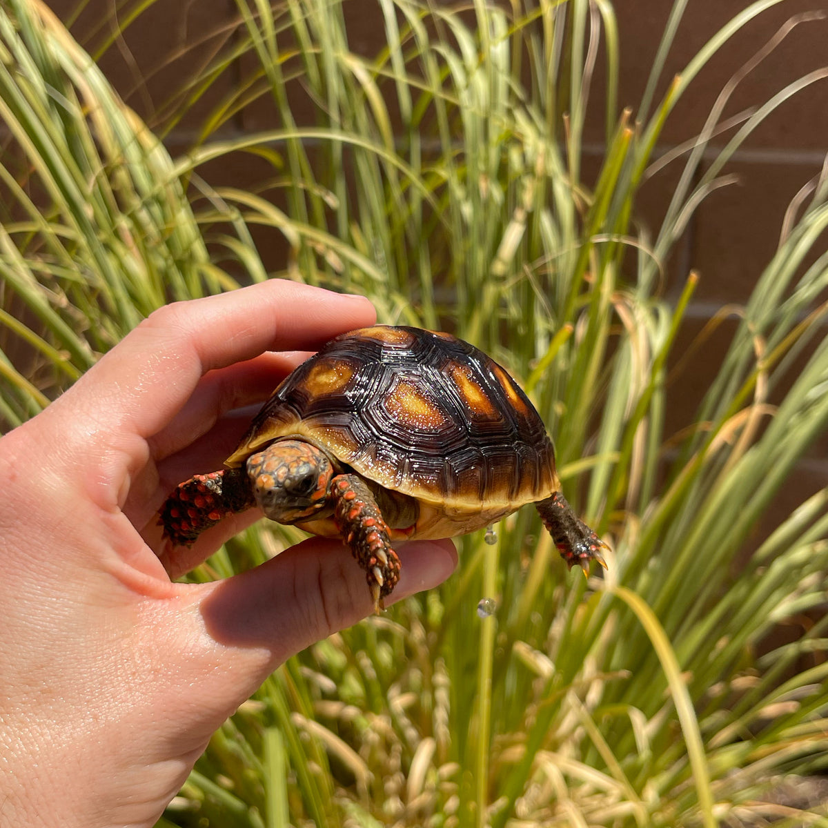 1 Yr Old Redfoot Tortoise #R1 – David's Jungle