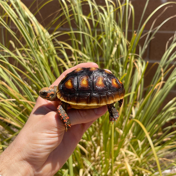 1 Yr Old Redfoot Tortoise #R1