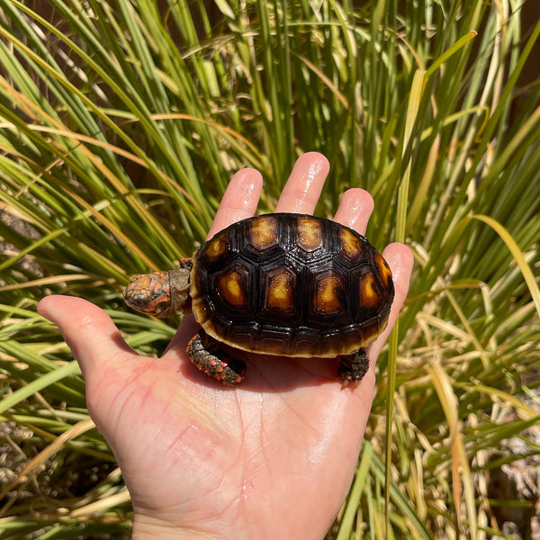 1 Yr Old Redfoot Tortoise #R1