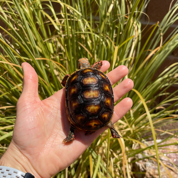 1 Yr Old Redfoot Tortoise #R1