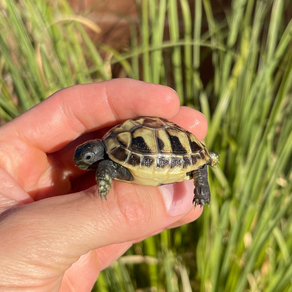 Eastern Hermann’s Tortoise Hatchling Split Scutes #1S